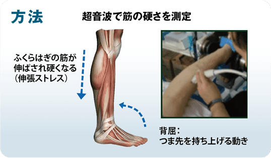 [方法] 超音波で筋の硬さを測定 ふ＜らはぎの筋が伸ばされ硬くなる：（伸張ストレス）背屈：つま先を持ち上げる動き