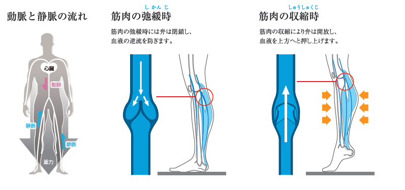 ふくらはぎの筋ポンプ活動