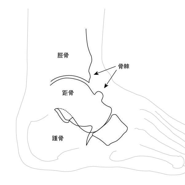 フットボーラーズ アンクル Sports Medicine Library ザムスト Zamst