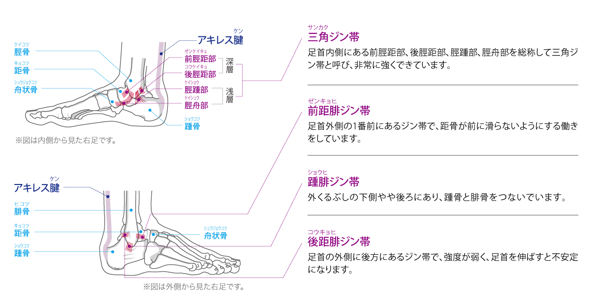 足首・アキレス腱の機能と解剖