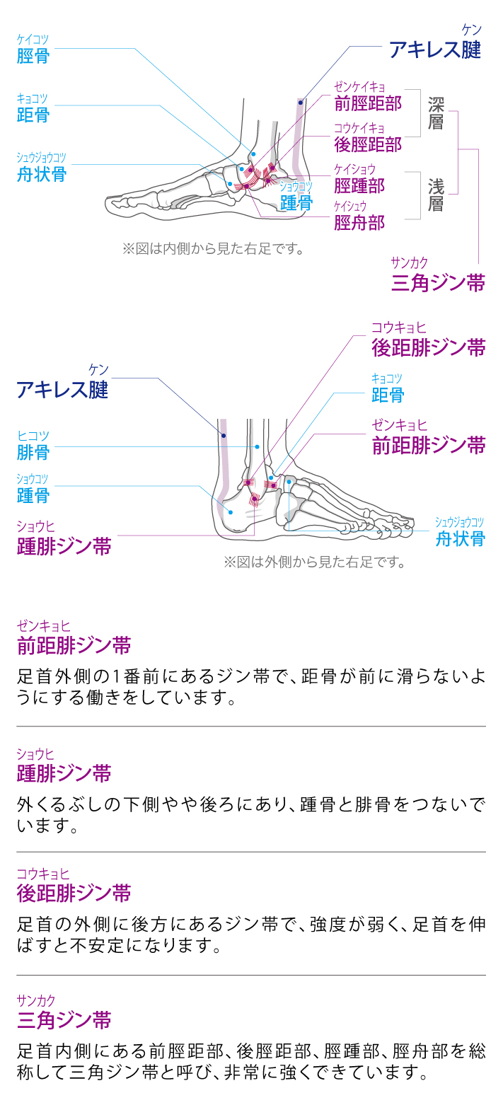 足首・アキレス腱の機能と解剖