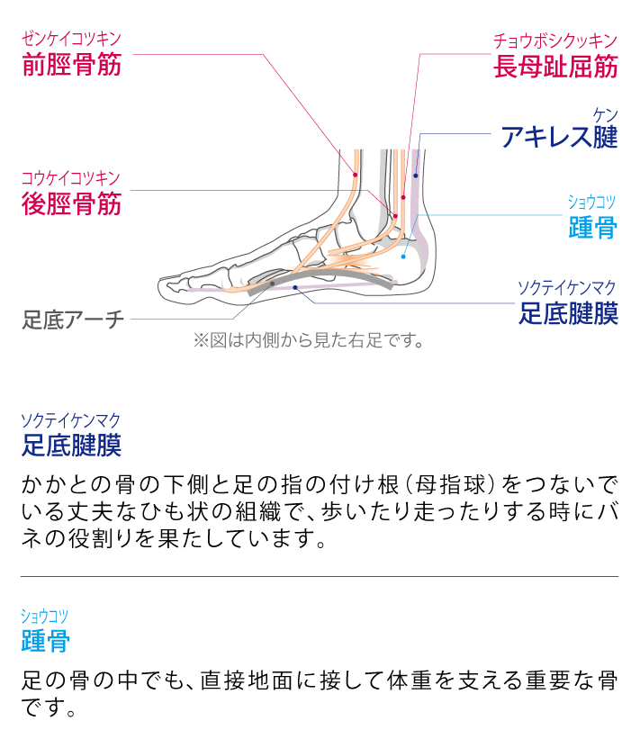 足の機能と解剖