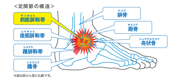 足関節の構造