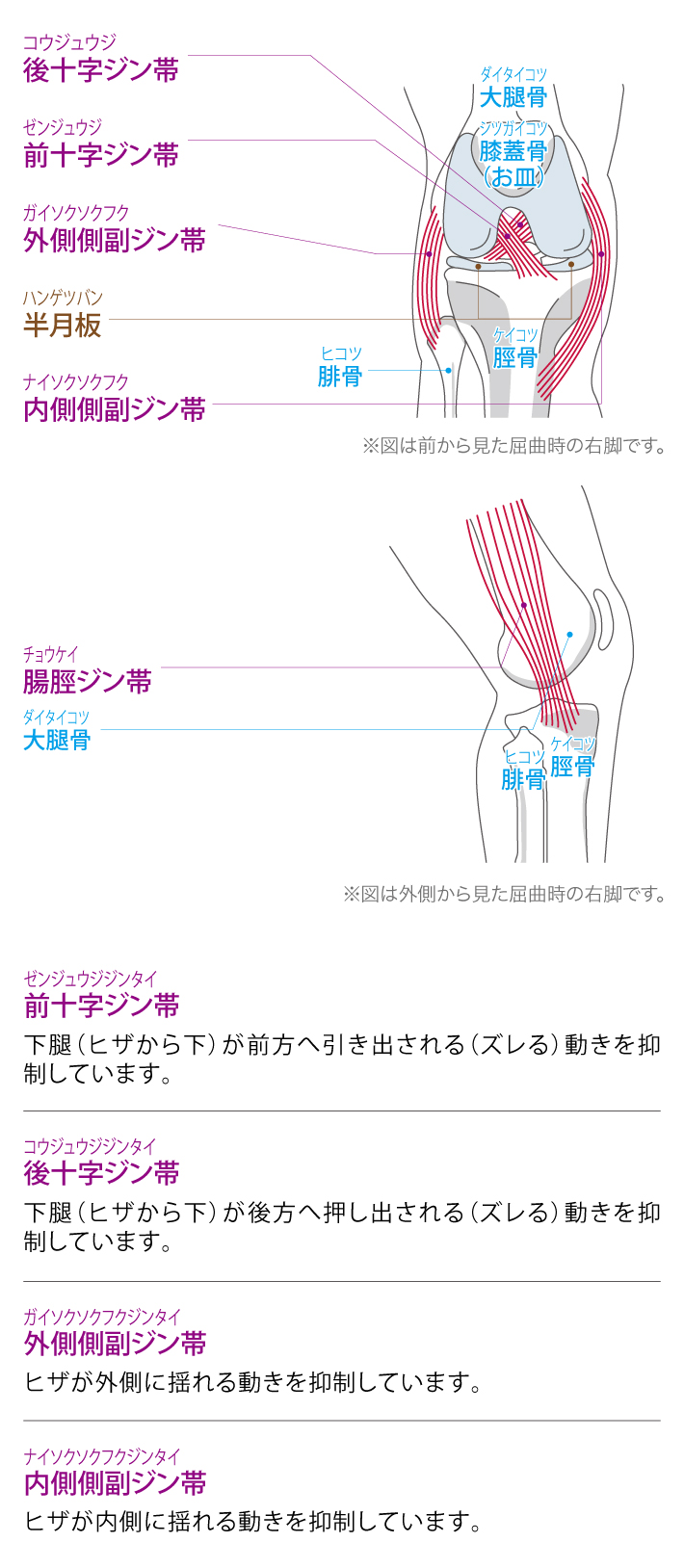 ヒザの機能と解剖