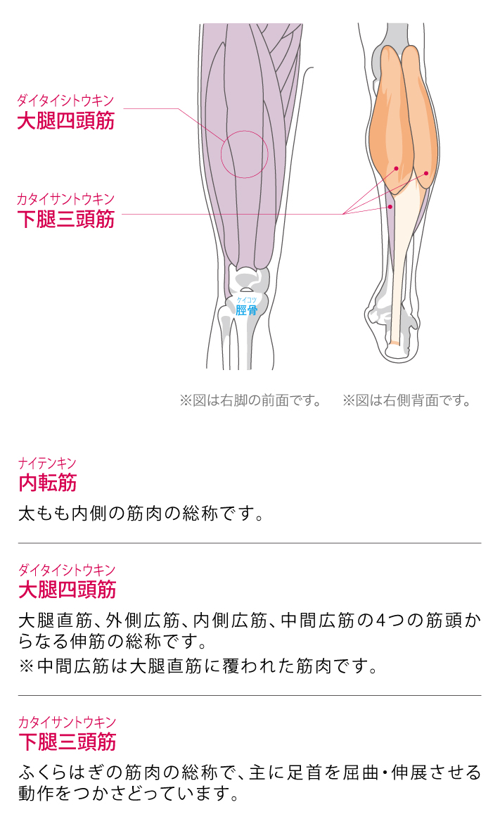 太もも・ふくらはぎ・すねの機能と解剖