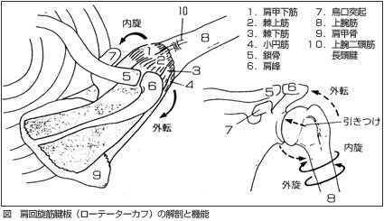 肩回旋筋腱板（ローテーターカフ）の解剖と機能