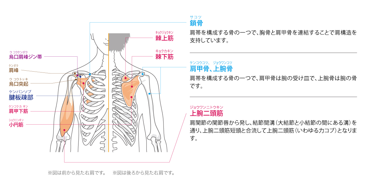 肩の機能と解剖
