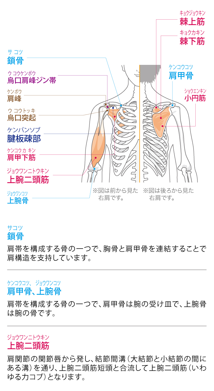 肩の機能と解剖