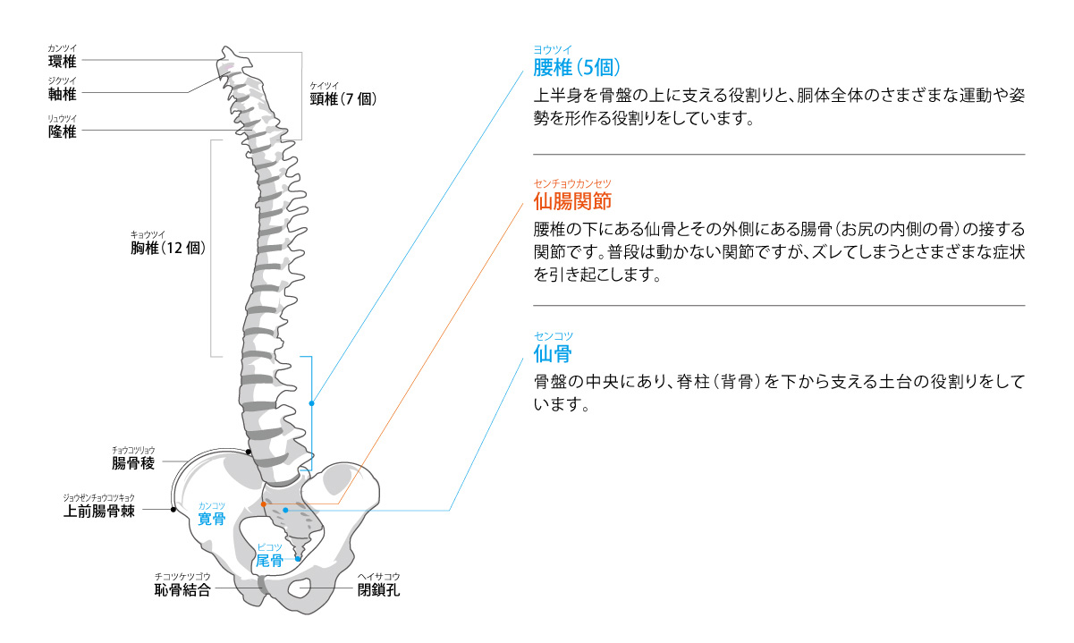 腰の機能と解剖