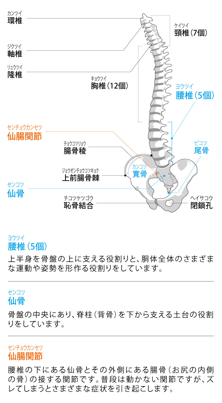 腰の機能と解剖