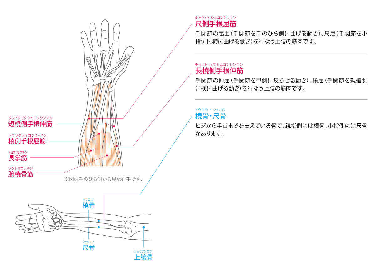 手首の機能と解剖