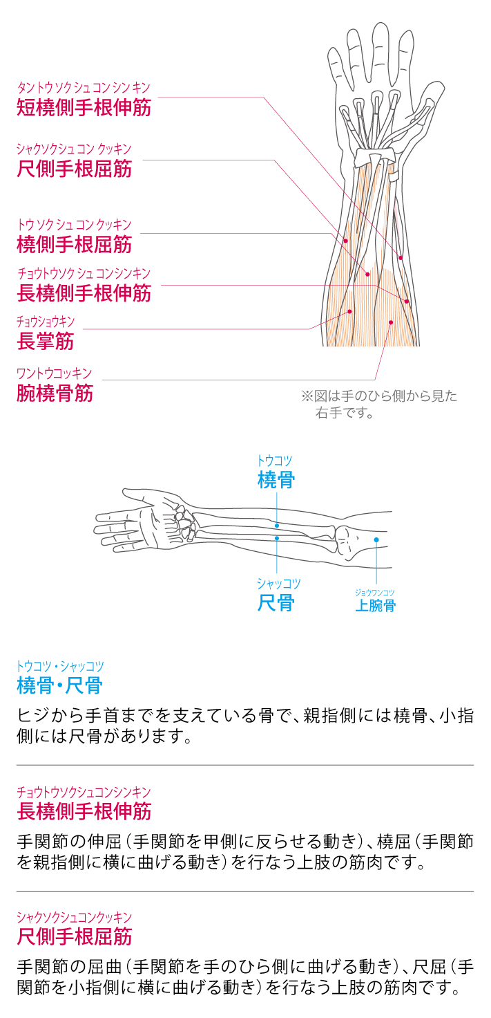 手首の機能と解剖