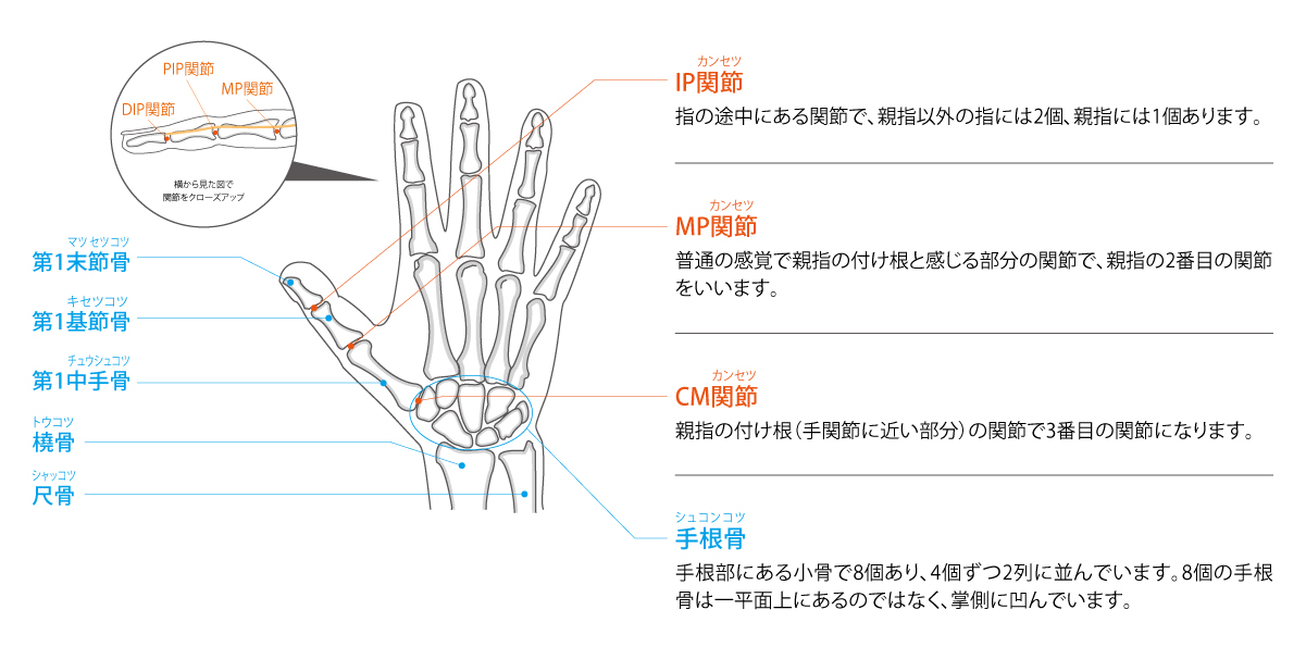 親指・指の機能と解剖