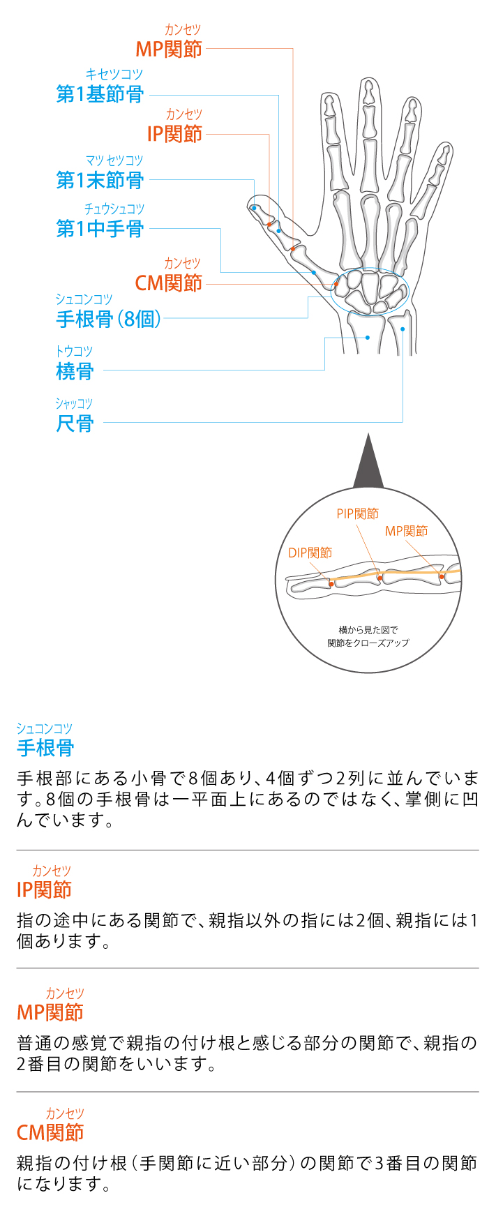 親指・指の機能と解剖